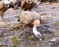 Santa Cilia de Panzano